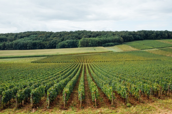 Rejouy - Shutterstock vignestarifsvigne