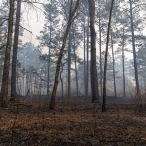 REJOUY - Expertise Comptable Rejouy - shutterstock renouvellementforestier